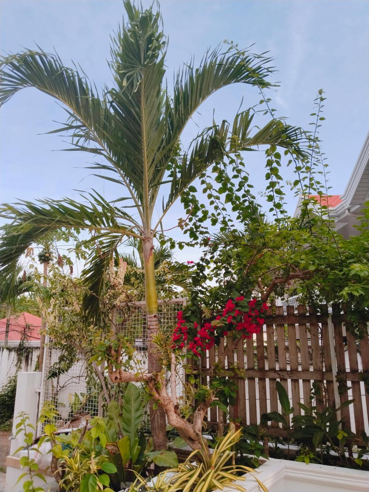Alona Garden Suites 邦劳 外观 照片